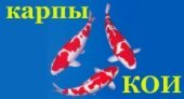 Карпы Кои Карпы Кои