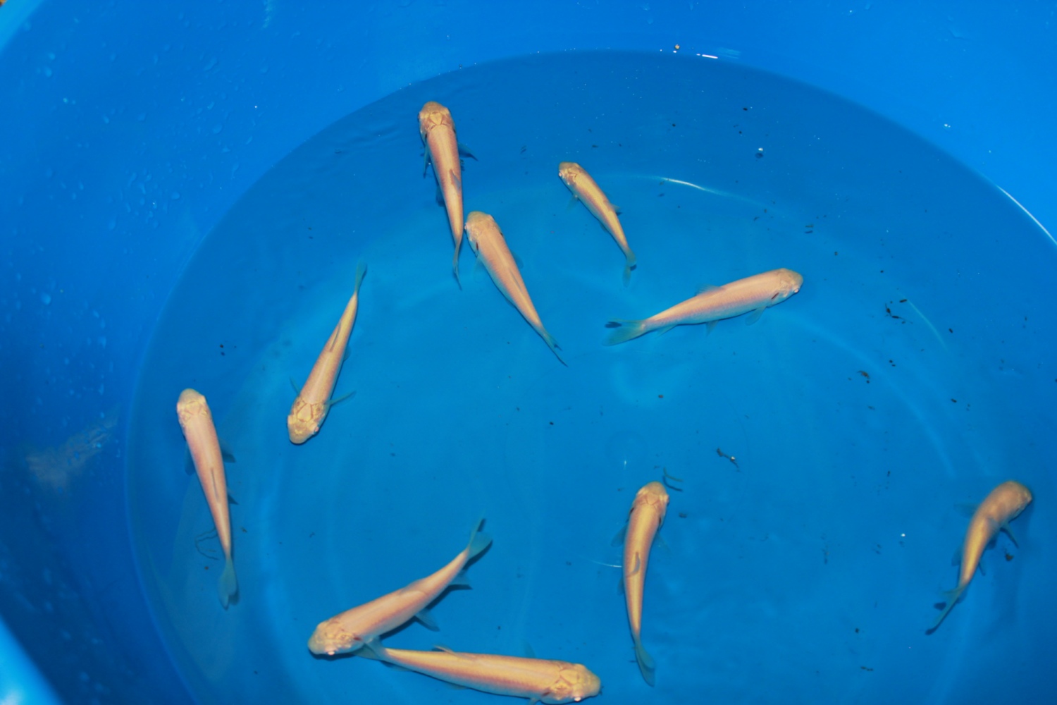 дачный пруд для линя #6